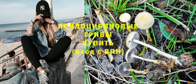 купить наркотики цена  Добрянка  Псилоцибиновые грибы MAGIC MUSHROOMS 